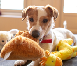 What Are the Best Toys for Keeping Your Pets Entertained?